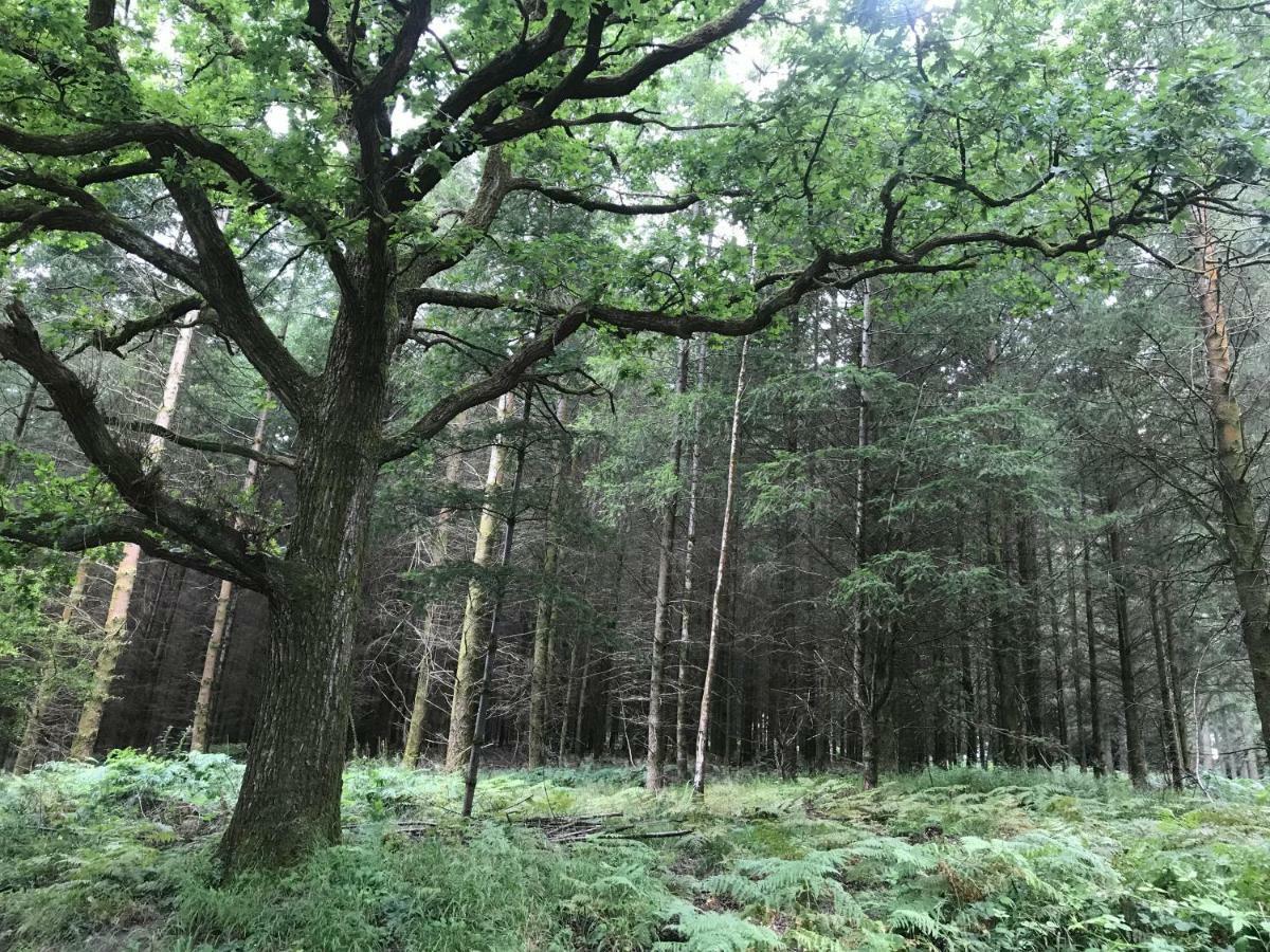 Old Co Op House -Forest Of Dean Bream Dış mekan fotoğraf
